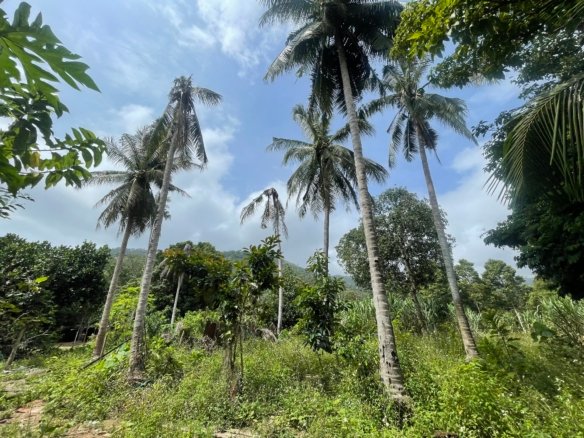 Terrain Leasehold 7000 m2 Lamai Cocoteraie Koh Samui
