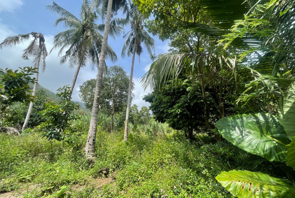 Vue montagne imprenable terrain constructible Lamai