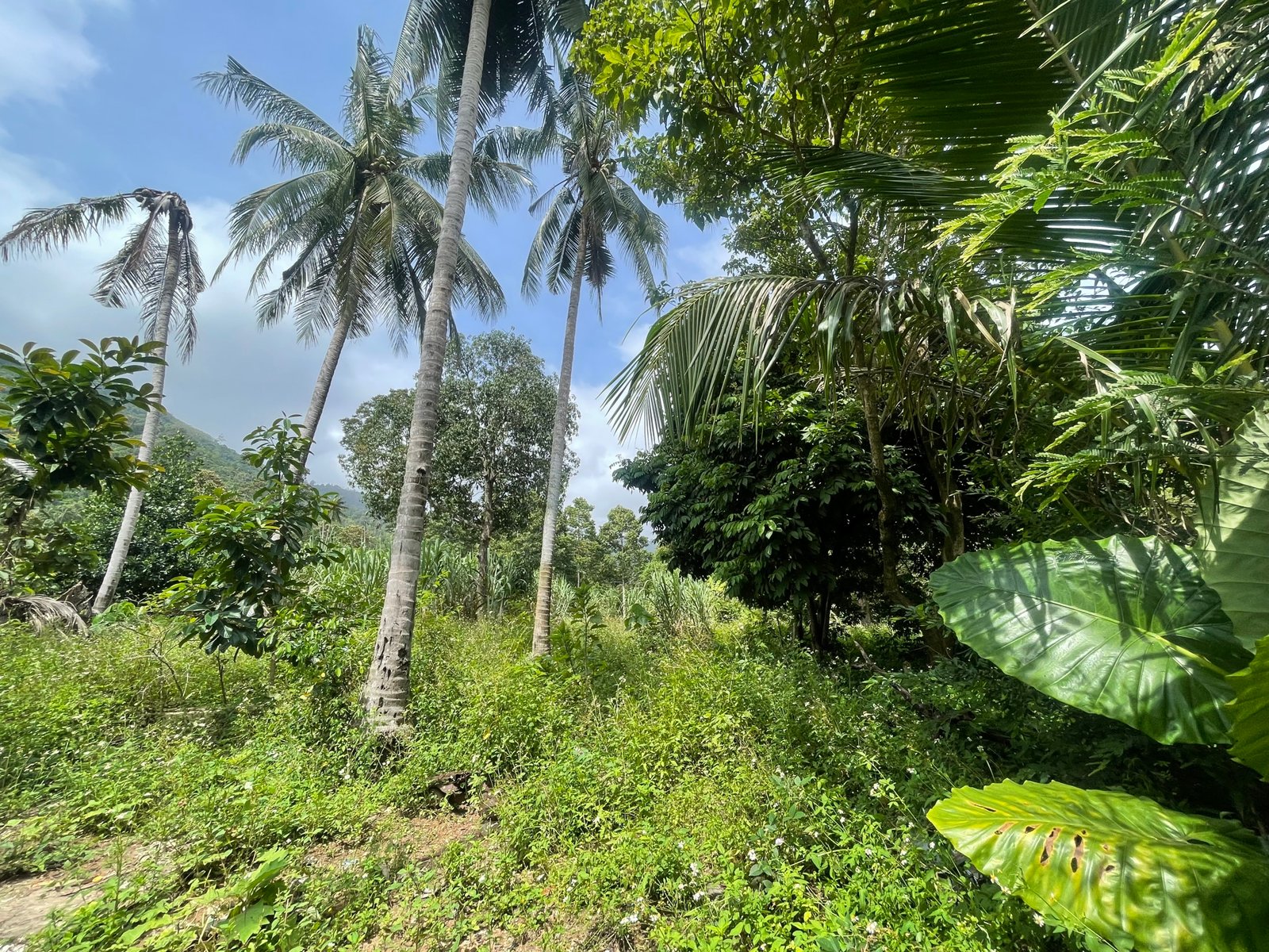 Vue montagne imprenable terrain constructible Lamai