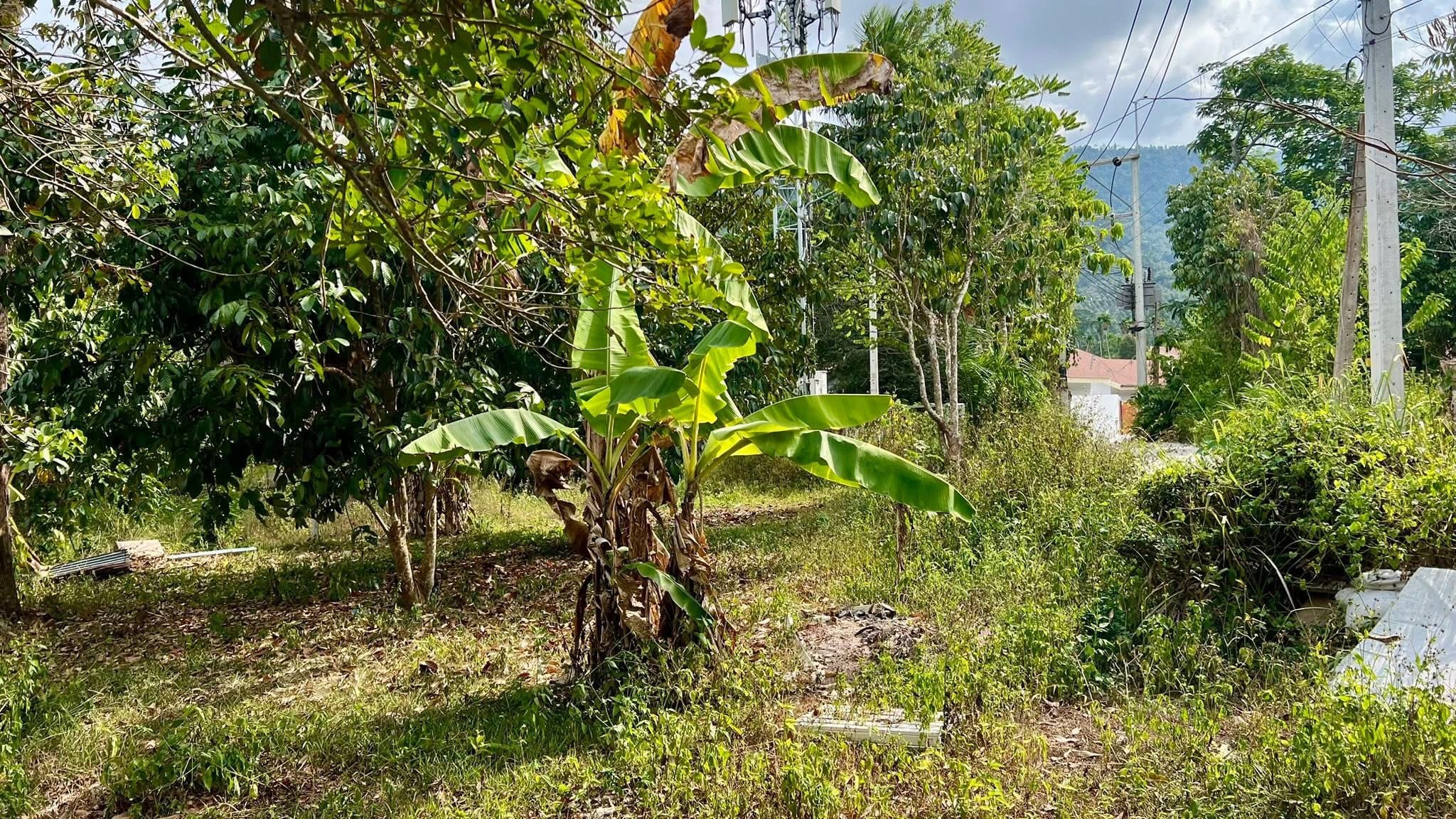 IMG_0369 Terrain à vendre à Lamai Koh Samui – 923 m² Chanote