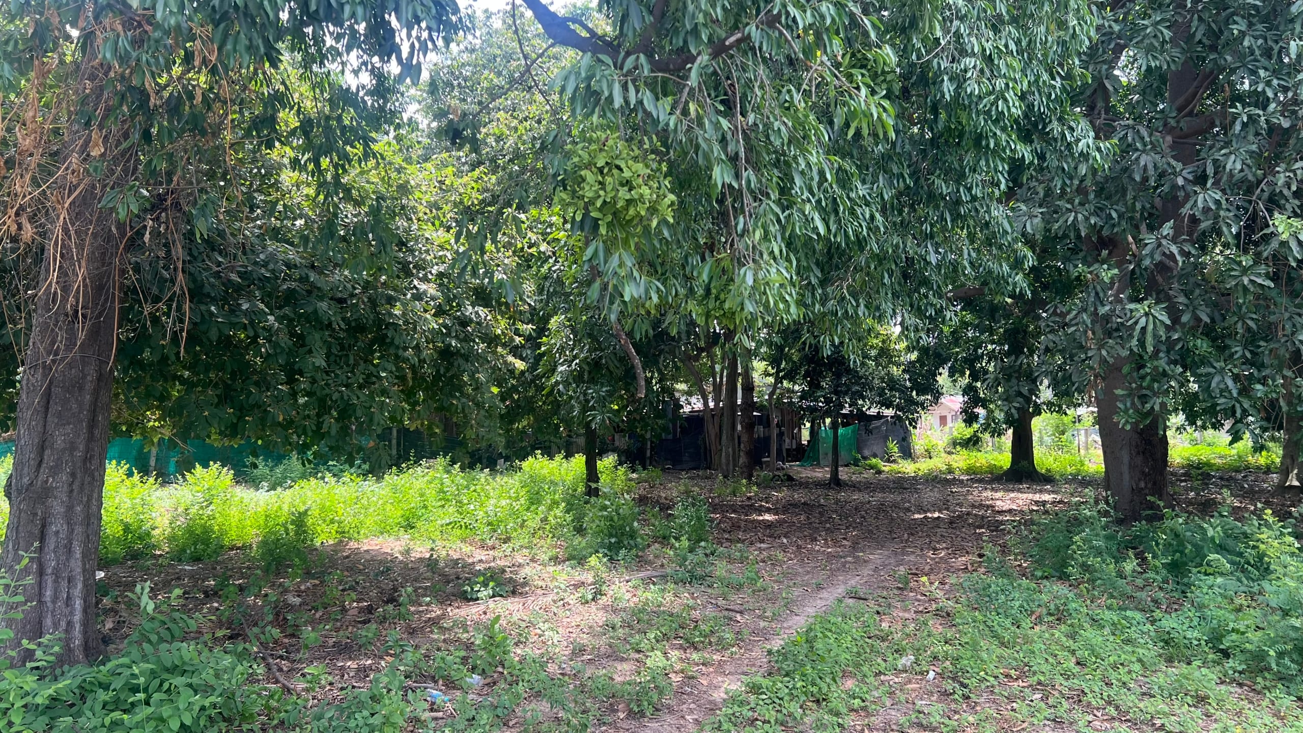 IMG_6738 TERRAIN EN LEASEHOLD DE 1 782 M² À LOUER – CHAWENG