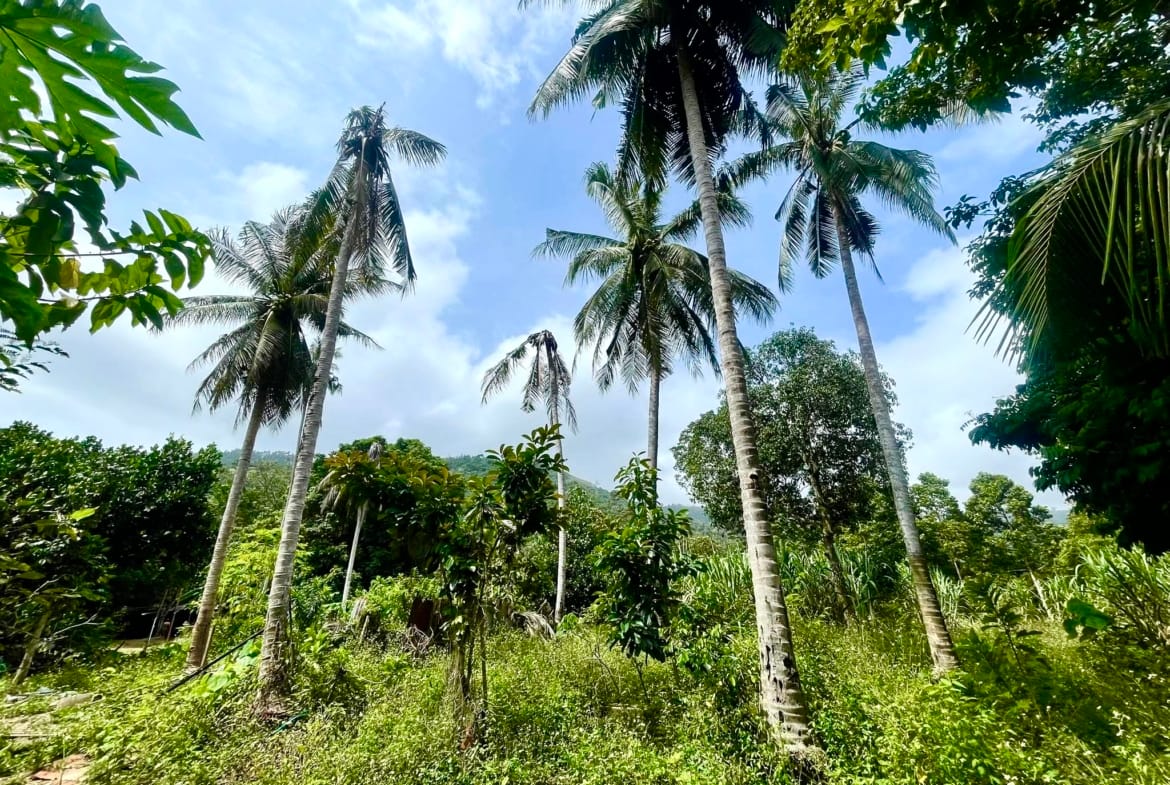 2 TERRAINS À 150M MER LAEM SOR KOH SAMUI – CHANOTE