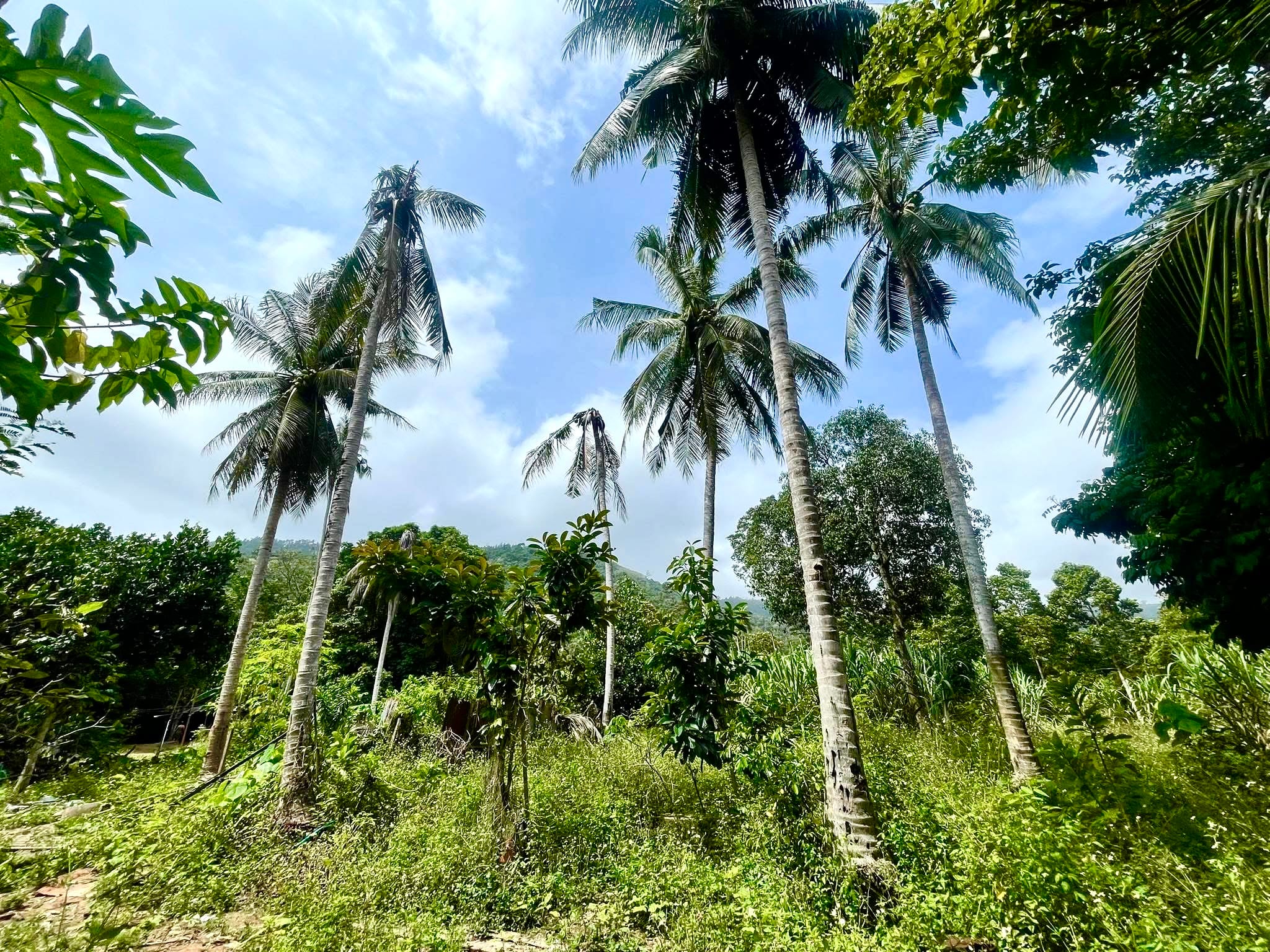 2 TERRAINS À 150M MER LAEM SOR KOH SAMUI – CHANOTE 2 TERRAINS À 150M MER LAEM SOR KOH SAMUI – CHANOTE