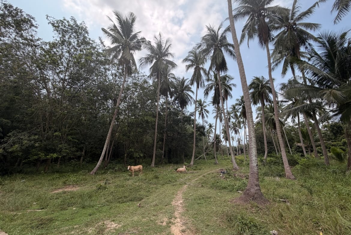 TERRAIN PLAT DE 3 RAI AVEC CHANOTE À THONG KRUT – KOH SAMUI