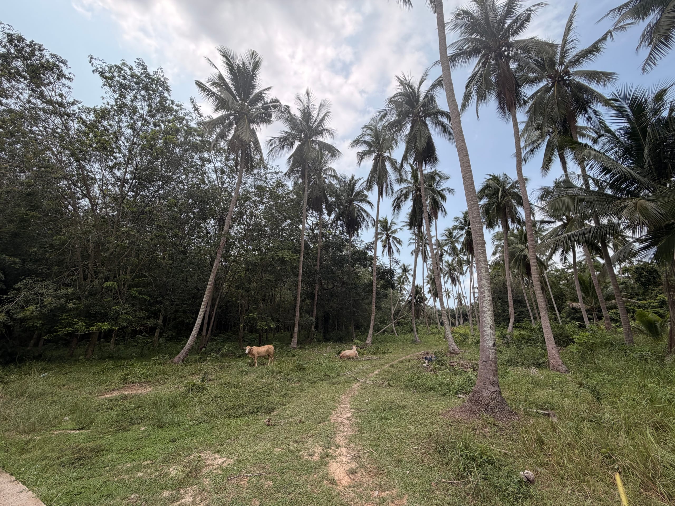 TERRAIN PLAT DE 3 RAI AVEC CHANOTE À THONG KRUT – KOH SAMUI TERRAIN PLAT DE 3 RAI AVEC CHANOTE À THONG KRUT – KOH SAMUI