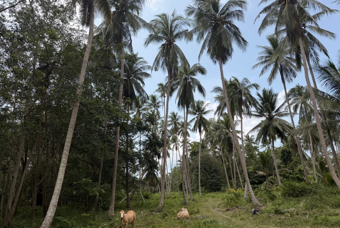TERRAIN PLAT DE 3 RAI AVEC CHANOTE À THONG KRUT – KOH SAMUI