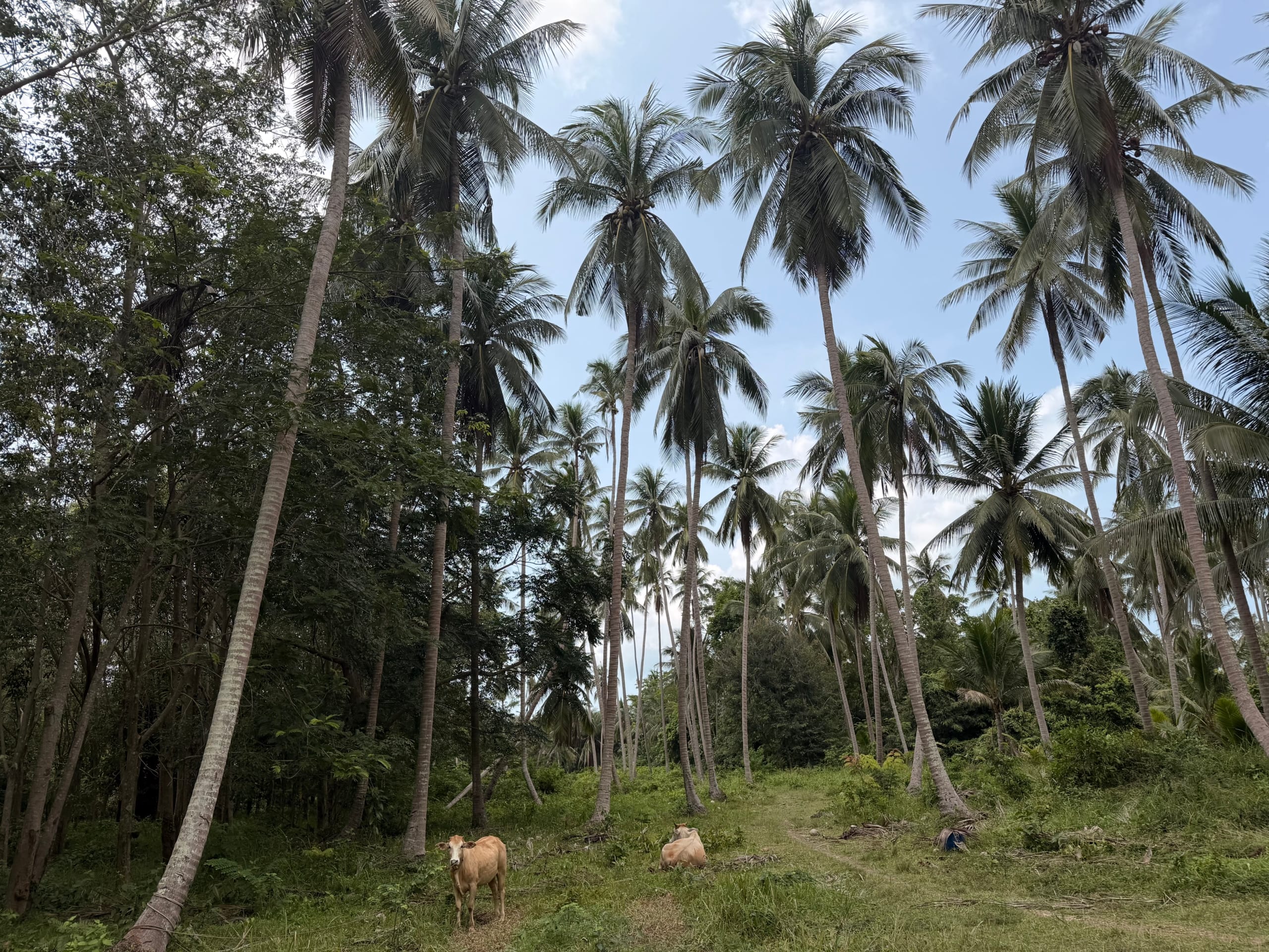 TERRAIN PLAT DE 3 RAI AVEC CHANOTE À THONG KRUT – KOH SAMUI TERRAIN PLAT DE 3 RAI AVEC CHANOTE À THONG KRUT – KOH SAMUI