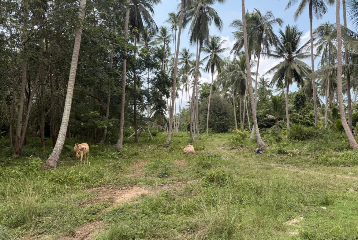 TERRAIN PLAT DE 3 RAI AVEC CHANOTE À THONG KRUT – KOH SAMUI