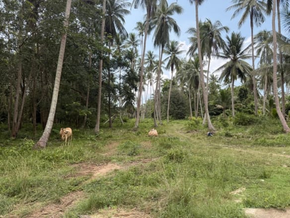 TERRAIN PLAT DE 3 RAI AVEC CHANOTE À THONG KRUT – KOH SAMUI