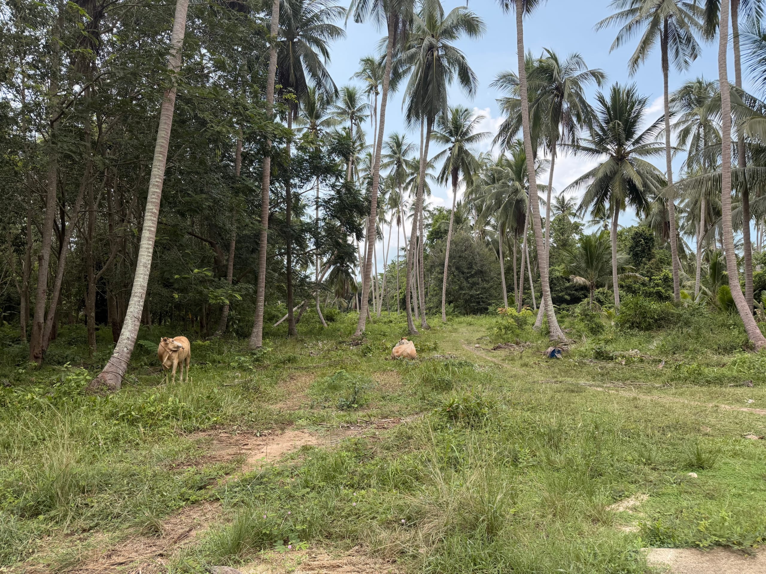 TERRAIN PLAT DE 3 RAI AVEC CHANOTE À THONG KRUT – KOH SAMUI TERRAIN PLAT DE 3 RAI AVEC CHANOTE À THONG KRUT – KOH SAMUI