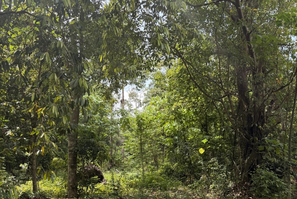 SUPERBE OPPORTUNITÉ À THONG KRUT : TERRAINS PLATS À 800M DE LA PLAGE – KOH SAMUI