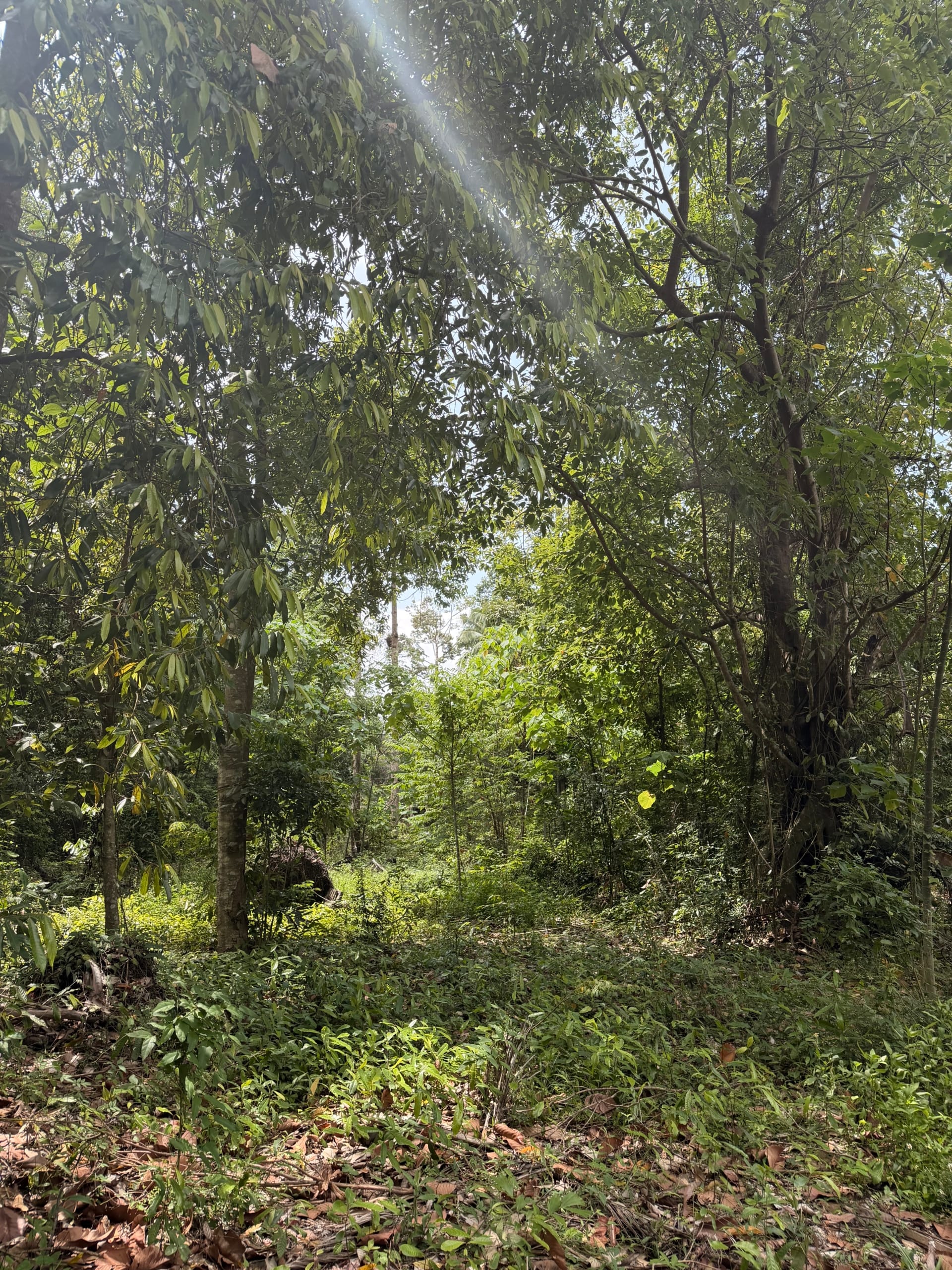 SUPERBE OPPORTUNITÉ À THONG KRUT : TERRAINS PLATS À 800M DE LA PLAGE – KOH SAMUI