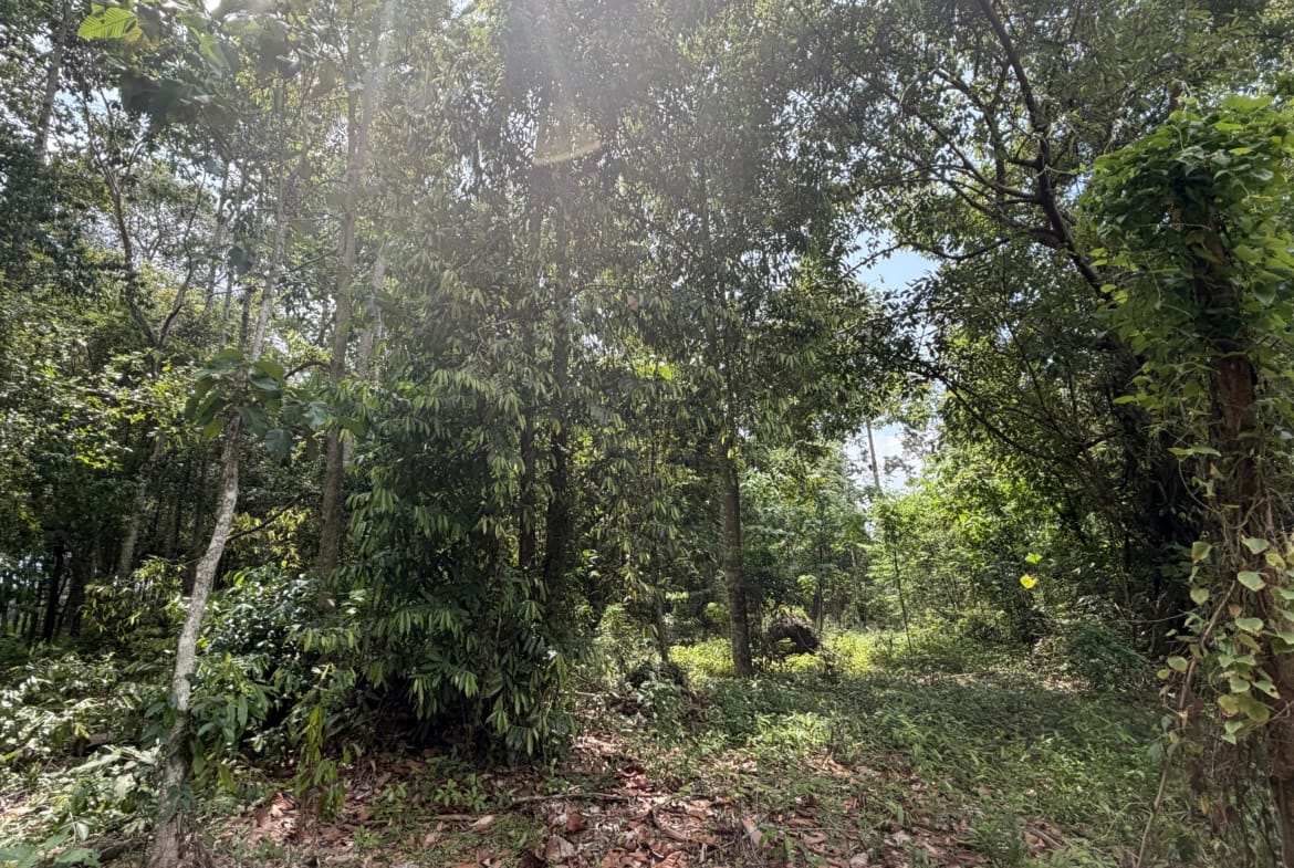 SUPERBE OPPORTUNITÉ À THONG KRUT : TERRAINS PLATS À 800M DE LA PLAGE – KOH SAMUI