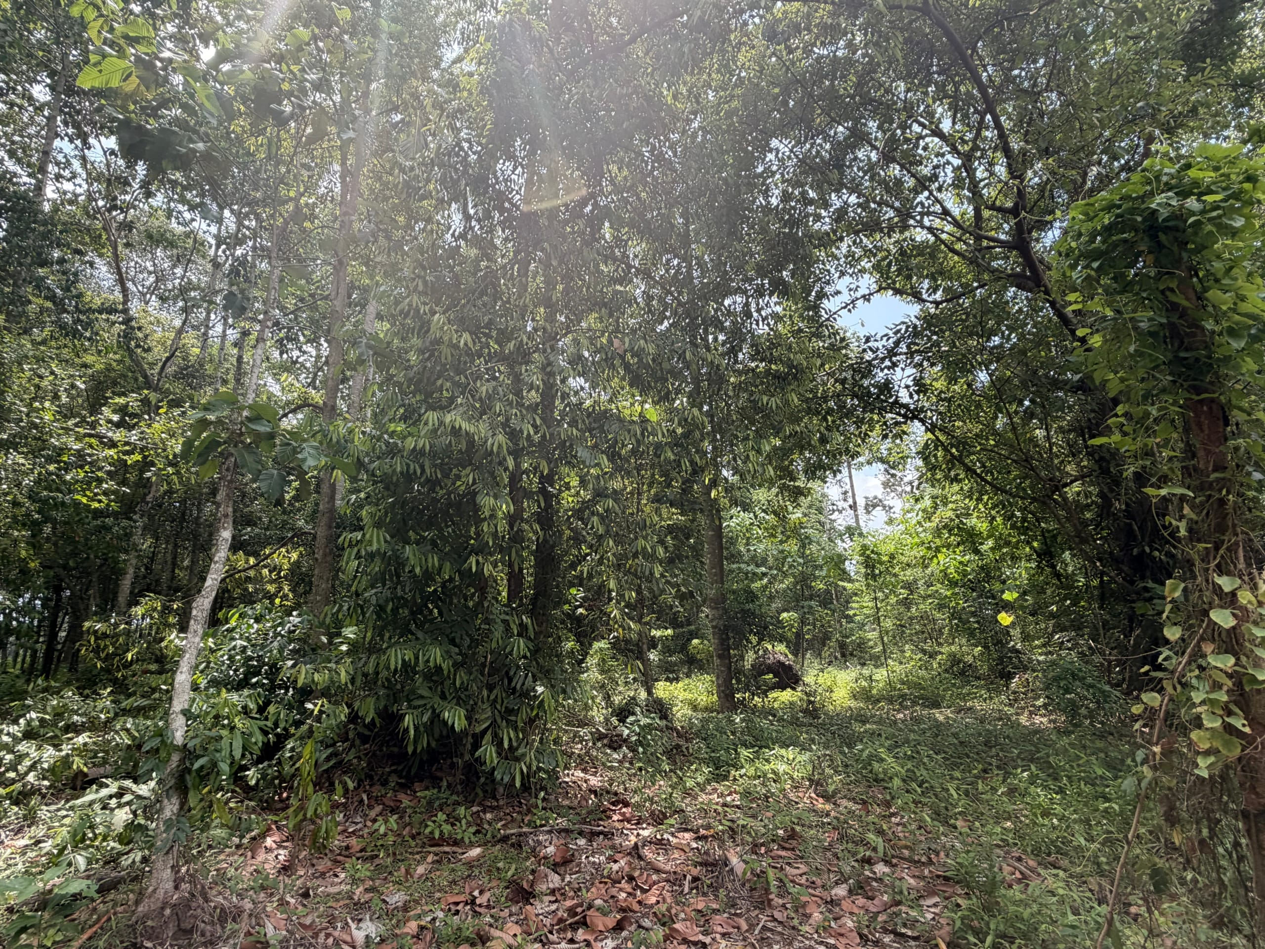SUPERBE OPPORTUNITÉ À THONG KRUT : TERRAINS PLATS À 800M DE LA PLAGE – KOH SAMUI