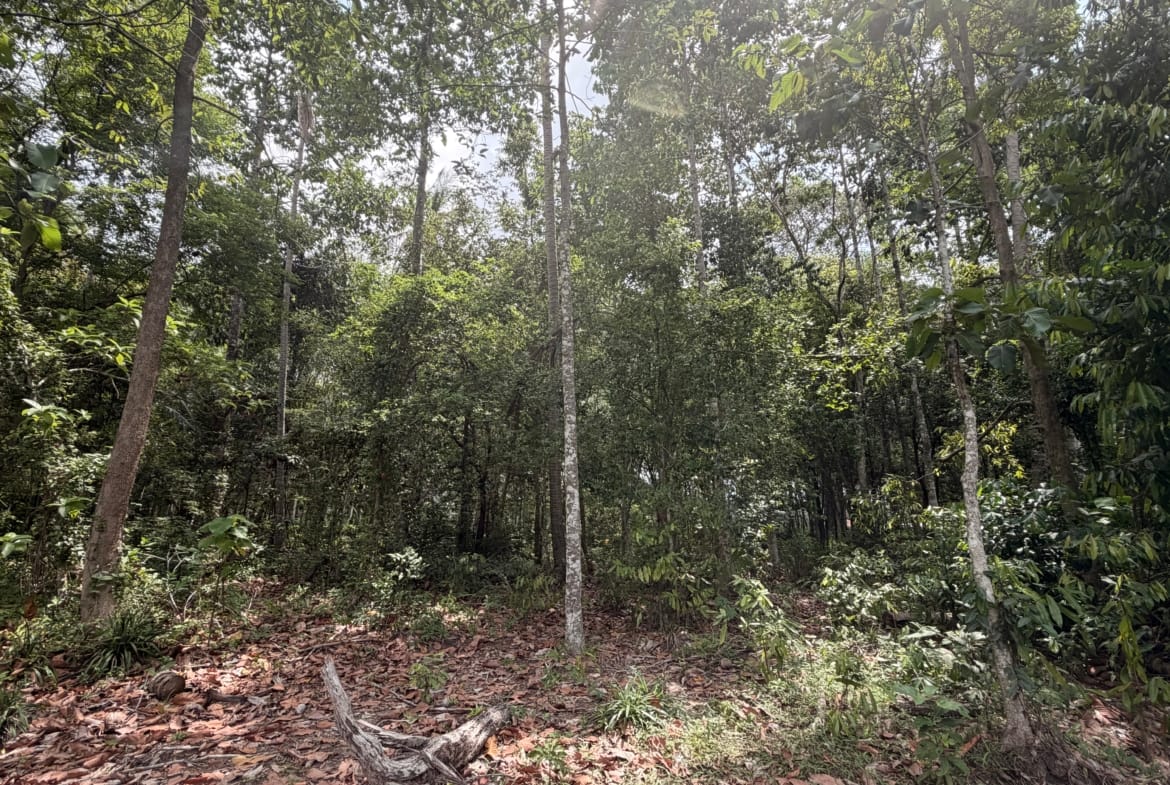 SUPERBE OPPORTUNITÉ À THONG KRUT : TERRAINS PLATS À 800M DE LA PLAGE – KOH SAMUI