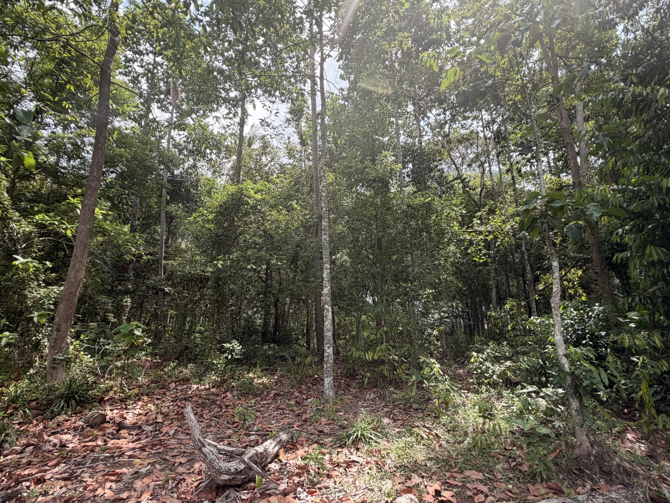 SUPERBE OPPORTUNITÉ À THONG KRUT : TERRAINS PLATS À 800M DE LA PLAGE – KOH SAMUI