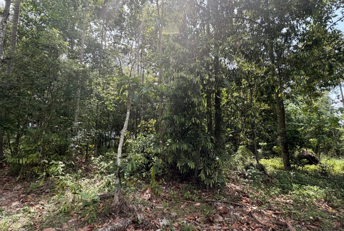 SUPERBE OPPORTUNITÉ À THONG KRUT : TERRAINS PLATS À 800M DE LA PLAGE – KOH SAMUI