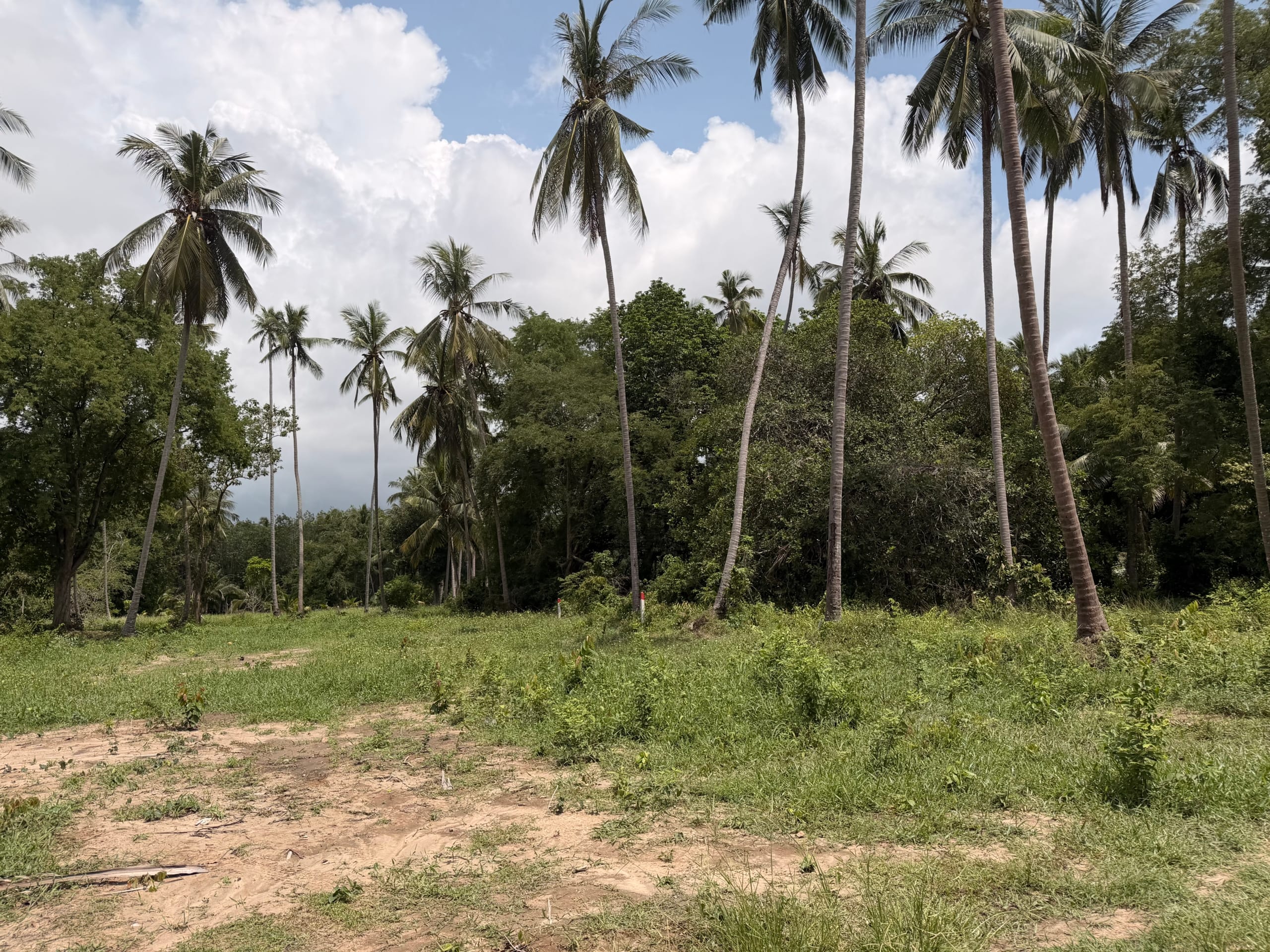 SUPERBE TERRAIN DE 1 RAI CHANOTE PROCHE PLAGE À BANG KAO – KOH SAMUI SUPERBE TERRAIN DE 1 RAI CHANOTE PROCHE PLAGE À BANG KAO – KOH SAMUI